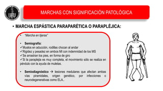 • MARCHA ESPÁSTICA PARAPARÉTICA O PARAPLÉJICA:
• “Marcha en tijeras”
• Semiografía:
Muslos en aducción, rodillas chocan al andar
Rigidez y pesadez en ambos MI con indemnidad de los MS
Se arrastran los pies, en forma de giro
Si la paraplejia es muy completa, el movimiento sólo se realiza en
péndulo con la ayuda de muletas.
• Semiodiagnóstico  lesiones medulares que afectan ambas
vías piramidales, origen genético, por infecciones o
neurodegenerativas como ELA..
MARCHAS CON SIGNIFICACIÓN PATOLÓGICA
 