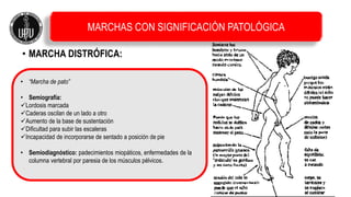 • MARCHA DISTRÓFICA:
• “Marcha de pato”
• Semiografía:
Lordosis marcada
Caderas oscilan de un lado a otro
Aumento de la base de sustentación
Dificultad para subir las escaleras
Incapacidad de incorporarse de sentado a posición de pie
• Semiodiagnóstico: padecimientos miopáticos, enfermedades de la
columna vertebral por paresia de los músculos pélvicos.
MARCHAS CON SIGNIFICACIÓN PATOLÓGICA
 