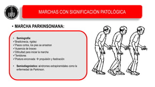 • MARCHA PARKINSONIANA:
• Semiografía:
Bradicinecia, rigidez
Pasos cortos, los pies se arrastran
Ausencia de braceo
Dificultad para iniciar la marcha
Temblores
Postura encorvada  propulsión y festinación
• Semiodiagnóstico: síndromes extrapiramidales como la
enfermedad de Parkinson.
MARCHAS CON SIGNIFICACIÓN PATOLÓGICA
 