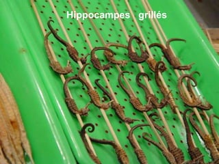Hippocampes grillés
 