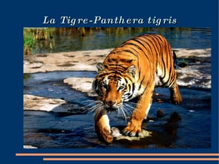 La Tigre-Panthera tigris 