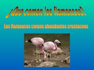 ¿Que comen los flamencos? Los flamencos comen abundantes crustaceos 