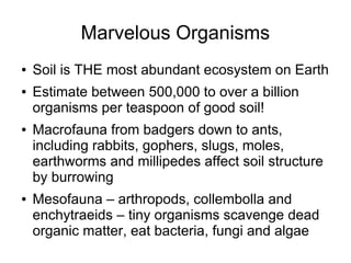 Marvelous Organisms
● Soil is THE most abundant ecosystem on Earth
● Estimate between 500,000 to over a billion
organisms per teaspoon of good soil!
● Macrofauna from badgers down to ants,
including rabbits, gophers, slugs, moles,
earthworms and millipedes affect soil structure
by burrowing
● Mesofauna – arthropods, collembolla and
enchytraeids – tiny organisms scavenge dead
organic matter, eat bacteria, fungi and algae
 