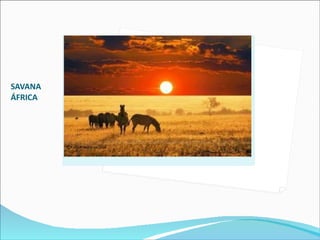 SAVANA ÁFRICA 