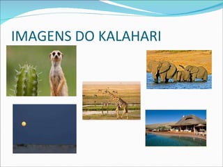 IMAGENS DO KALAHARI 
