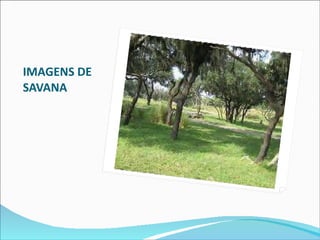 IMAGENS DE SAVANA  
