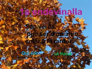 Sóc verda,
puc ser d’un altre
color a la tardor.
Qui sóc ? LA FULLA
 