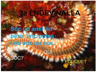 3a ENDEVINALLA
Sóc un anèl·lid
però tinc potes
i no sóc un cuc.
QUI
SÓC? UN
POLIQUET
 