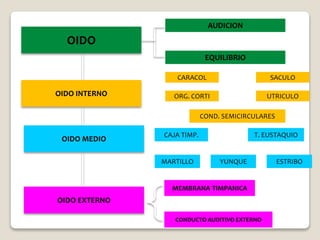 OIDO
OIDO INTERNO
AUDICION
OIDO MEDIO
OIDO EXTERNO
EQUILIBRIO
CARACOL SACULO
ORG. CORTI
COND. SEMICIRCULARES
UTRICULO
CAJA TIMP. T. EUSTAQUIO
MARTILLO YUNQUE ESTRIBO
MEMBRANA TIMPANICA
CONDUCTO AUDITIVO EXTERNO
 