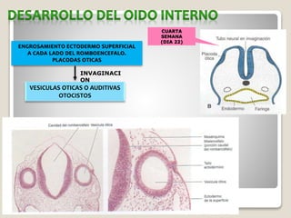 VESICULAS OTICAS O AUDITIVAS
OTOCISTOS
INVAGINACI
ON
CUARTA
SEMANA
(DIA 22)
 