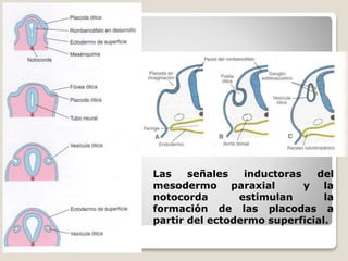 Las señales inductoras del
mesodermo paraxial y la
notocorda estimulan la
formación de las placodas a
partir del ectodermo superficial.
 