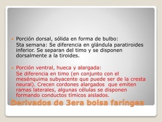 Derivados de 3era bolsa faríngea
 Porción dorsal, sólida en forma de bulbo:
5ta semana: Se diferencia en glándula paratiroides
inferior. Se separan del timo y se disponen
dorsalmente a la tiroides.
 Porción ventral, hueca y alargada:
Se diferencia en timo (en conjunto con el
mesénquima subyacente que puede ser de la cresta
neural). Crecen cordones alargados que emiten
ramas laterales, algunas células se disponen
formando conductos tímicos aislados.
 