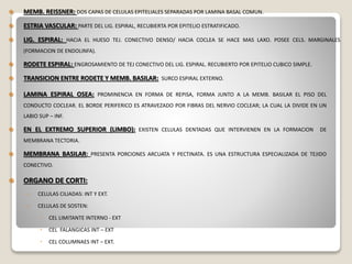  MEMB. REISSNER: DOS CAPAS DE CELULAS EPITELIALES SEPARADAS POR LAMINA BASAL COMUN.
 ESTRIA VASCULAR: PARTE DEL LIG. ESPIRAL, RECUBIERTA POR EPITELIO ESTRATIFICADO.
 LIG. ESPIRAL: HACIA EL HUESO TEJ. CONECTIVO DENSO/ HACIA COCLEA SE HACE MAS LAXO. POSEE CELS. MARGINALES
(FORMACION DE ENDOLINFA).
 RODETE ESPIRAL: ENGROSAMIENTO DE TEJ CONECTIVO DEL LIG. ESPIRAL. RECUBIERTO POR EPITELIO CUBICO SIMPLE.
 TRANSICION ENTRE RODETE Y MEMB. BASILAR: SURCO ESPIRAL EXTERNO.
 LAMINA ESPIRAL OSEA: PROMINENCIA EN FORMA DE REPISA, FORMA JUNTO A LA MEMB. BASILAR EL PISO DEL
CONDUCTO COCLEAR. EL BORDE PERIFERICO ES ATRAVEZADO POR FIBRAS DEL NERVIO COCLEAR; LA CUAL LA DIVIDE EN UN
LABIO SUP – INF.
 EN EL EXTREMO SUPERIOR (LIMBO): EXISTEN CELULAS DENTADAS QUE INTERVIENEN EN LA FORMACION DE
MEMBRANA TECTORIA.
 MEMBRANA BASILAR: PRESENTA PORCIONES ARCUATA Y PECTINATA. ES UNA ESTRUCTURA ESPECIALIZADA DE TEJIDO
CONECTIVO.
 ORGANO DE CORTI:
› CELULAS CILIADAS: INT Y EXT.
› CELULAS DE SOSTEN:
 CEL LIMITANTE INTERNO - EXT
 CEL FALANGICAS INT – EXT
 CEL COLUMNAES INT – EXT.
 