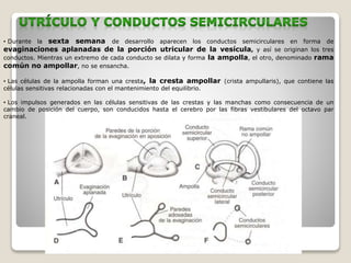 • Durante la sexta semana de desarrollo aparecen los conductos semicirculares en forma de
evaginaciones aplanadas de la porción utricular de la vesícula, y así se originan los tres
conductos. Mientras un extremo de cada conducto se dilata y forma la ampolla, el otro, denominado rama
común no ampollar, no se ensancha.
• Las células de la ampolla forman una cresta, la cresta ampollar (crista ampullaris), que contiene las
células sensitivas relacionadas con el mantenimiento del equilibrio.
• Los impulsos generados en las células sensitivas de las crestas y las manchas como consecuencia de un
cambio de posición del cuerpo, son conducidos hasta el cerebro por las fibras vestibulares del octavo par
craneal.
 