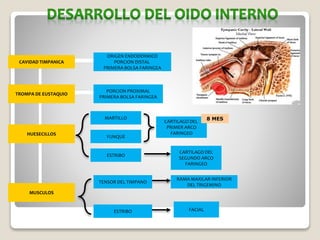 CAVIDAD TIMPANICA
ORIGEN ENDODERMICO
PORCION DISTAL
PRIMERA BOLSA FARINGEA
PORCION PROXIMAL
PRIMERA BOLSA FARINGEA
TENSOR DEL TIMPANO
TROMPA DE EUSTAQUIO
HUESECILLOS
MARTILLO
MUSCULOS
YUNQUE
ESTRIBO
CARTILAGO DEL
PRIMER ARCO
FARINGEO
CARTILAGO DEL
SEGUNDO ARCO
FARINGEO
RAMA MAXILAR INFERIOR
DEL TRIGEMINO
ESTRIBO FACIAL
8 MES
 