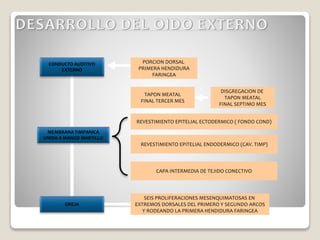 CONDUCTO AUDITIVO
EXTERNO
PORCION DORSAL
PRIMERA HENDIDURA
FARINGEA
MEMBRANA TIMPANICA
UNIDA A MANGO MARTILLO
DISGREGACION DE
TAPON MEATAL
FINAL SEPTIMO MES
TAPON MEATAL
FINAL TERCER MES
REVESTIMIENTO EPITELIAL ECTODERMICO ( FONDO COND)
CAPA INTERMEDIA DE TEJIDO CONECTIVO
REVESTIMIENTO EPITELIAL ENDODERMICO (CAV. TIMP)
OREJA
SEIS PROLIFERACIONES MESENQUIMATOSAS EN
EXTREMOS DORSALES DEL PRIMERO Y SEGUNDO ARCOS
Y RODEANDO LA PRIMERA HENDIDURA FARINGEA
 
