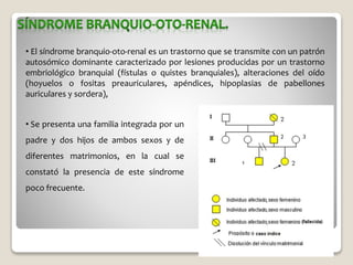 • El síndrome branquio-oto-renal es un trastorno que se transmite con un patrón
autosómico dominante caracterizado por lesiones producidas por un trastorno
embriológico branquial (fístulas o quistes branquiales), alteraciones del oído
(hoyuelos o fositas preauriculares, apéndices, hipoplasias de pabellones
auriculares y sordera),
• Se presenta una familia integrada por un
padre y dos hijos de ambos sexos y de
diferentes matrimonios, en la cual se
constató la presencia de este síndrome
poco frecuente.
 