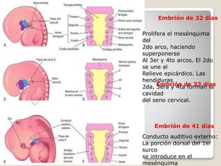Embrión de 32 días
Embrión de 33 días
Embrión de 41 días
Conducto auditivo externo:
La porción dorsal del 1er
surco
se introduce en el
mesénquima
Prolifera el mesénquima
del
2do arco, haciendo
superponerse
Al 3er y 4to arcos. El 2do
se une al
Relieve epicárdico. Las
hendiduras
2da, 3era y 4ta forman la
cavidad
del seno cervical.
 
