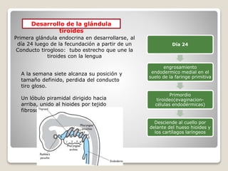 Desarrollo de la glándula
tiroides
Primera glándula endocrina en desarrollarse, al
día 24 luego de la fecundación a partir de un
Conducto tirogloso: tubo estrecho que une la
tiroides con la lengua
Día 24
engrosamiento
endodermico medial en el
suelo de la faringe primitiva
Primordio
tiroideo(evaginacion-
células endodérmicas)
Desciende al cuello por
delante del hueso hioides y
los cartílagos laríngeos
A la semana siete alcanza su posición y
tamaño definido, perdida del conducto
tiro gloso.
Un lóbulo piramidal dirigido hacia
arriba, unido al hioides por tejido
fibroso o musculo liso.
 