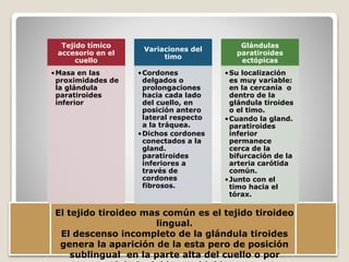 Tejido tímico
accesorio en el
cuello
•Masa en las
proximidades de
la glándula
paratiroides
inferior
Variaciones del
timo
•Cordones
delgados o
prolongaciones
hacia cada lado
del cuello, en
posición antero
lateral respecto
a la tráquea.
•Dichos cordones
conectados a la
gland.
paratiroides
inferiores a
través de
cordones
fibrosos.
Glándulas
paratiroides
ectópicas
•Su localización
es muy variable:
en la cercanía o
dentro de la
glándula tiroides
o el timo.
•Cuando la gland.
paratiroides
inferior
permanece
cerca de la
bifurcación de la
arteria carótida
común.
•Junto con el
timo hacia el
tórax.
El tejido tiroideo mas común es el tejido tiroideo
lingual.
El descenso incompleto de la glándula tiroides
genera la aparición de la esta pero de posición
sublingual en la parte alta del cuello o por
 