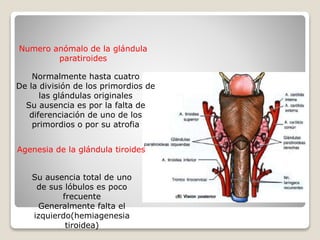 Numero anómalo de la glándula
paratiroides
Normalmente hasta cuatro
De la división de los primordios de
las glándulas originales
Su ausencia es por la falta de
diferenciación de uno de los
primordios o por su atrofia
Agenesia de la glándula tiroides
Su ausencia total de uno
de sus lóbulos es poco
frecuente
Generalmente falta el
izquierdo(hemiagenesia
tiroidea)
 