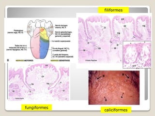 caliciformes
fungiformes
filiformes
 