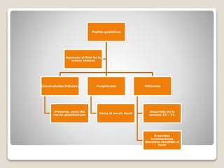 Papilas gustativas
Circunvaladas(foliadas)
Primeras, cerca del
nervio glosofaríngeo
Fungiformes
Cerca al nervio facial
Filiformes
Desarrollo en la
semana 10 – 11.
Presentan
terminaciones
aferentes sensibles al
tacto
Aparecen al final de la
octava semana
 