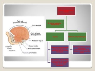Parte faríngea de la
lengua
Copula
fusión de las porciones
ventromediales del
segundo par de arcos
faríngeos
Desaparece propiciando
la formación de la parte
faríngea de la parte
rostral de la otra
elevación
Eminencia hipofaringea:
del mesénquima de las
porciones
ventromediales del
tercer y cuarto par de
arcos
El tercio posterior -
elevaciones
 