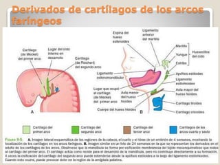 Derivados de cartílagos de los arcos
faríngeos
 