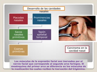 Desarrollo de las cavidades
nasales
Placodas
nasales
Prominencias
nasales
Sacos
nasales
primitivos
Tapón
epitelial
temporal
Coanas
primitivas
Los músculos de la expresión facial son inervados por el
nervio facial que corresponde al segundo arco faríngeo. El
mesénquima del primer arco se diferencia en los músculos de
la masticación los cuales reciben la inervación del trigémino.
Carcinoma en la
cavidad nasal
 