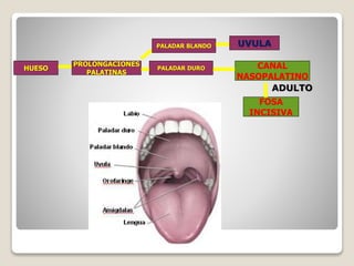 HUESO
PROLONGACIONES
PALATINAS
CANAL
NASOPALATINO
FOSA
INCISIVA
PALADAR DURO
PALADAR BLANDO UVULA
ADULTO
 