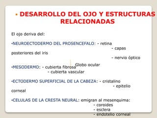  DESARROLLO DEL OJO Y ESTRUCTURAS
RELACIONADAS
El ojo deriva del:
•NEUROECTODERMO DEL PROSENCEFALO: - retina
- capas
posteriores del iris
- nervio óptico
•MESODERMO: - cubierta fibrosa
- cubierta vascular
•ECTODERMO SUPERFICIAL DE LA CABEZA: - cristalino
- epitelio
corneal
•CELULAS DE LA CRESTA NEURAL: emigran al mesenquima:
- coroides
- esclera
- endotelio corneal
Globo ocular
 