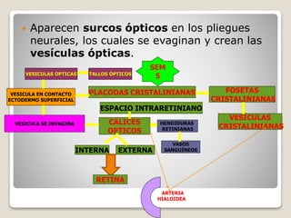  Aparecen surcos ópticos en los pliegues
neurales, los cuales se evaginan y crean las
vesículas ópticas.
VESICULAS OPTICAS
VESICULA SE INVAGINA HENDIDURAS
RETINIANAS
VESICULA EN CONTACTO
ECTODERMO SUPERFICIAL
PLACODAS CRISTALINIANAS
CÁLICES
OPTICOS
ARTERIA
HIALOIDEA
SEM
5TALLOS ÓPTICOS
FOSETAS
CRISTALINIANAS
VESÍCULAS
CRISTALINIANAS
VASOS
SANGUÍNEOS
ESPACIO INTRARETINIANO
INTERNA EXTERNA
RETINA
 