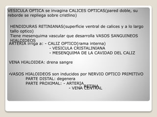 VESICULA OPTICA se invagina CALICES OPTICAS(pared doble, su
reborde se repliega sobre cristlino)
HENDIDURAS RETINIANAS(superficie ventral de calices y a lo largo
tallo optico)
Tiene mesenquima vascular que desarrolla VASOS SANGUINEOS
HIALOIDEOS
ARTERIA irriga a: - CALIZ OPTICO(rama interna)
- VESICULA CRISTALINIANA
- MESENQUIMA DE LA CAVIDAD DEL CALIZ
VENA HIALOIDEA: drena sangre
•VASOS HIALOIDEOS son inducidos por NERVIO OPTICO PRIMITIVO
PARTE DISTAL: degenera
PARTE PROXIMAL: - ARTERIA
- VENA CENTRALRETINA
 