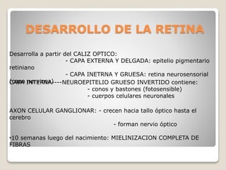 DESARROLLO DE LA RETINA
Desarrolla a partir del CALIZ OPTICO:
- CAPA EXTERNA Y DELGADA: epitelio pigmentario
retiniano
- CAPA INETRNA Y GRUESA: retina neurosensorial
(capa nerviosa)CAPA INTERNA----NEUROEPITELIO GRUESO INVERTIDO contiene:
- conos y bastones (fotosensible)
- cuerpos celulares neuronales
AXON CELULAR GANGLIONAR: - crecen hacia tallo óptico hasta el
cerebro
- forman nervio óptico
•10 semanas luego del nacimiento: MIELINIZACION COMPLETA DE
FIBRAS
 