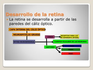 Desarrollo de la retina
 La retina se desarrolla a partir de las
paredes del cáliz óptico.
CAPA INTERNA DEL CÁLIZ ÓPTICO
RETINA NEUROSENSORIAL
AZUL
RECEPTIVO PARA LUZ
DE DIFERENTE INTENS.
BASTONES
. CONOS
VERDE
ROJO
NEUROEPITELIO GRUESO
CUERPOS CELULARES DE LAS NEURONAS
 