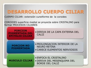 DESARROLLO CUERPO CILIAR
CUERPO CILIAR: extensión cuneiforme de la coroides
COROIDES superficie medial se proyecta sobre CRISTALINO para
formar PROCESOS CILIARES
• DERIVA DE LA CAPA EXTERNA DEL
CALIZ
PORCION
PIGMENTADA DEL
EPITELIO CILIAR
• PROLONGACION INTERIOR DE LA
NEURO RETINA
• CARECE ELEMENTOS NERVIOSOS
PORCION NO
PIGMENTADA
• ENFOCA EL CRISTALINO
• DERIVA DEL MESENQUIMA DEL
BORDE DEL CALIZ
MUSCULO CILIAR
 