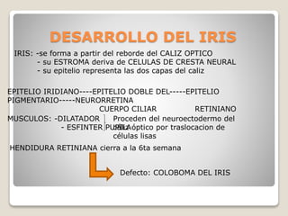 DESARROLLO DEL IRIS
IRIS: -se forma a partir del reborde del CALIZ OPTICO
- su ESTROMA deriva de CELULAS DE CRESTA NEURAL
- su epitelio representa las dos capas del caliz
EPITELIO IRIDIANO----EPITELIO DOBLE DEL-----EPITELIO
PIGMENTARIO-----NEURORRETINA
CUERPO CILIAR RETINIANO
MUSCULOS: -DILATADOR
- ESFINTER PUPILA
Proceden del neuroectodermo del
cáliz óptico por traslocacion de
células lisas
HENDIDURA RETINIANA cierra a la 6ta semana
Defecto: COLOBOMA DEL IRIS
 