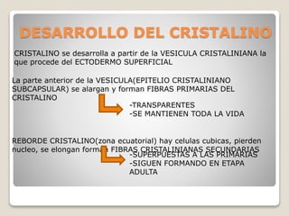 DESARROLLO DEL CRISTALINO
CRISTALINO se desarrolla a partir de la VESICULA CRISTALINIANA la
que procede del ECTODERMO SUPERFICIAL
La parte anterior de la VESICULA(EPITELIO CRISTALINIANO
SUBCAPSULAR) se alargan y forman FIBRAS PRIMARIAS DEL
CRISTALINO
REBORDE CRISTALINO(zona ecuatorial) hay celulas cubicas, pierden
nucleo, se elongan forman FIBRAS CRISTALINIANAS SECUNDARIAS
-SUPERPUESTAS A LAS PRIMARIAS
-SIGUEN FORMANDO EN ETAPA
ADULTA
-TRANSPARENTES
-SE MANTIENEN TODA LA VIDA
 