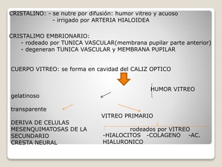 CRISTALINO: - se nutre por difusión: humor vitreo y acuoso
- irrigado por ARTERIA HIALOIDEA
CRISTALIMO EMBRIONARIO:
- rodeado por TUNICA VASCULAR(membrana pupilar parte anterior)
- degeneran TUNICA VASCULAR y MEMBRANA PUPILAR
CUERPO VITREO: se forma en cavidad del CALIZ OPTICO
HUMOR VITREO
gelatinoso
transparente
VITREO PRIMARIO
DERIVA DE CELULAS
MESENQUIMATOSAS DE LA rodeados por VITREO
SECUNDARIO
CRESTA NEURAL
-HIALOCITOS -COLAGENO -AC.
HIALURONICO
 