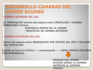 DESARROLLO CAMARAS DEL
HUMOR ACUOSO
•CAMARA ANTERIOR DEL OJO
EL MESENQUIMA encima del espacio entre CRISTALINO Y CORNEA
EMBRIONRIA forman:
-SUSTANCIA PROPIA DE LA CORNEA
- MESOTELIO DE CAMARA ANTERIOR
•CAMARA POSTERIOR DEL OJO
Deriva del espacio entre MESENQUIMA POR DETRÁS DEL IRIS Y DELANTE
DEL CRISTALINO
Cuando se formo la PUPILA-----comunicación------SENO VENOSO ESCLERAL
CIRCUNFERENCIAL
DRENAJE DEL HUMOR
ACUOSO DESDE LA CAMARA
ANTERIOR AL SISTEMA
VENOSO
 