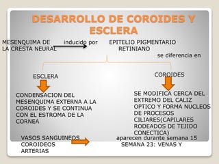 DESARROLLO DE COROIDES Y
ESCLERA
MESENQUIMA DE inducido por EPITELIO PIGMENTARIO
LA CRESTA NEURAL RETINIANO
se diferencia en
ESCLERA COROIDES
CONDENSACION DEL
MESENQUIMA EXTERNA A LA
COROIDES Y SE CONTINUA
CON EL ESTROMA DE LA
CORNEA
SE MODIFICA CERCA DEL
EXTREMO DEL CALIZ
OPTICO Y FORMA NUCLEOS
DE PROCESOS
CILIARES(CAPILARES
RODEADOS DE TEJIDO
CONECTICA)
VASOS SANGUINEOS aparecen durante semana 15
COROIDEOS SEMANA 23: VENAS Y
ARTERIAS
 