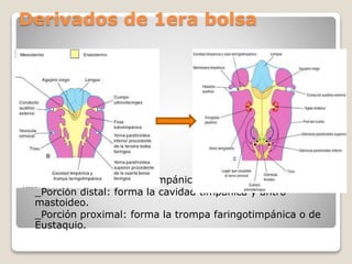 Derivados de 1era bolsa
 Formación de fosa tubotimpánica:
_Porción distal: forma la cavidad timpánica y antro
mastoideo.
_Porción proximal: forma la trompa faringotimpánica o de
Eustaquio.
 