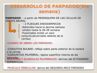 DESARROLLO DE PARPADOS(6ta
semana)
PARPADOS: - a partir de MESENQUIMA DE LAS CELULAS DE
CRESTA NEURAL
- 2 PLIEGUES ENDODERMICOS
-Adheridos hacia la decima semana
-Unidos hasta la 26-28 semana
-Fusionados existe un saco
conjuntival(cerrados delante de la
cornea)
•CUANDO SE ABREN LOS PARPADOS:
-CONJUTIVA BULBAR: refleja sobre parte anterior de la esclera
y la cornea
-CONJUNTIVA PALPEBRAL: tapiza superficie interna de las
parpados
•PESTAÑAS Y GLANDULAS PALPEBRALES: derivan del ECTODERMO
SUPERFICIAL
•MUSCULO ORBICULAR: deriva del SEGUNDO ARCO FARINGEO
 