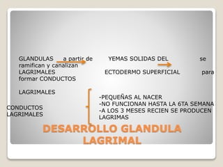 DESARROLLO GLANDULA
LAGRIMAL
GLANDULAS a partir de YEMAS SOLIDAS DEL se
ramifican y canalizan
LAGRIMALES ECTODERMO SUPERFICIAL para
formar CONDUCTOS
LAGRIMALES
CONDUCTOS
LAGRIMALES
-PEQUEÑAS AL NACER
-NO FUNCIONAN HASTA LA 6TA SEMANA
-A LOS 3 MESES RECIEN SE PRODUCEN
LAGRIMAS
 