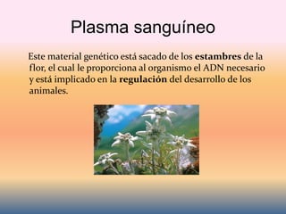 Plasma sanguíneo
Este material genético está sacado de los estambres de la
flor, el cual le proporciona al organismo el ADN necesario
y está implicado en la regulación del desarrollo de los
animales.
 