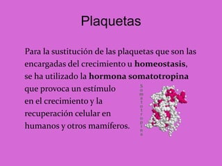 Plaquetas
Para la sustitución de las plaquetas que son las
encargadas del crecimiento u homeostasis,
se ha utilizado la hormona somatotropina
que provoca un estímulo
en el crecimiento y la
recuperación celular en
humanos y otros mamíferos.
 