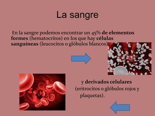 La sangre
En la sangre podemos encontrar un 45% de elementos
formes (hematocritos) en los que hay células
sanguíneas (leucocitos o glóbulos blancos)
y derivados celulares
(eritrocitos o glóbulos rojos y
plaquetas).
 
