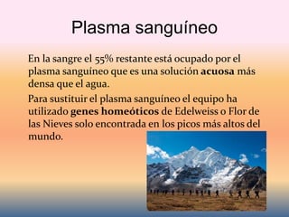 Plasma sanguíneo
En la sangre el 55% restante está ocupado por el
plasma sanguíneo que es una solución acuosa más
densa que el agua.
Para sustituir el plasma sanguíneo el equipo ha
utilizado genes homeóticos de Edelweiss o Flor de
las Nieves solo encontrada en los picos más altos del
mundo.
 