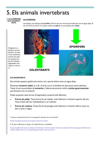 ELS PORÍFERS
Les esponja són del grup dels porífers. N’hi ha que son marins però també que son de aigua dolça. El
seu cos te forma de sac, te un gran nombre de porus, es comuniquen per canals.
1.A quina característica del cos d’ una esponja fa referencia el nom de porífer?
Perque esta plena de porus per els quals i entren els nutriens.
2. En què es diferencien un pòlip i una madusa? En que s’ assemblen?
En que el pòlip te forma de sac tubular amb l’obartura a l’extrem superior del cosi la madusa te forma de paraigua amb l’obartura a
l’extrem inferior del cos. La unicasemblasa que tenen es que viuen al mar
ELS CELENTARATS
Son animals aquatics, gairbé tots marins, tot i que les hidres viuen en aigua dolça.
Presenten simatria radial, es a dir, el el seu cos si el dividisin les dues parts serian identicas .
Tenen el cos tou,envoltats de tentacles. L’obarturancomunica amb la cavitat gastrovascular
que funciona com un estoamc.
Poden presentar dues formes d’organització corporal molt diferents:
 Forma de pòlip. Tenen forma de sac tubular, amb l’obartura a l’extrem superior del cos.
Viuen al fons del mar individualment o en colonies.
 Forma de madusa. Tenen forma de paraigua amb l’obartura a l’extrem inferior.viuen na-
dan o suran a l’aigua.
Antigament es
pensaven que els
porífers i la majo-
ria els celenterats
actuals eren plan-
tes, perquè sem-
pre les trobaven
enganxades a les
roques o a la sor-
ra.
CELENTARATS
5. Els animals invertebrats
1. ELS PORÍFERS
I ELS CELENTE-
RATS
ZPORÍFERS
 